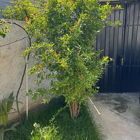 Lejlighed Garden One Bedroom Tirana