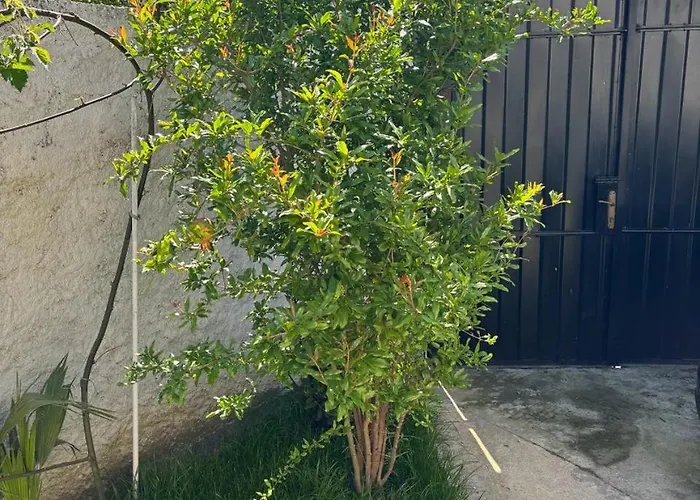 Appartement Garden One Bedroom Tirana