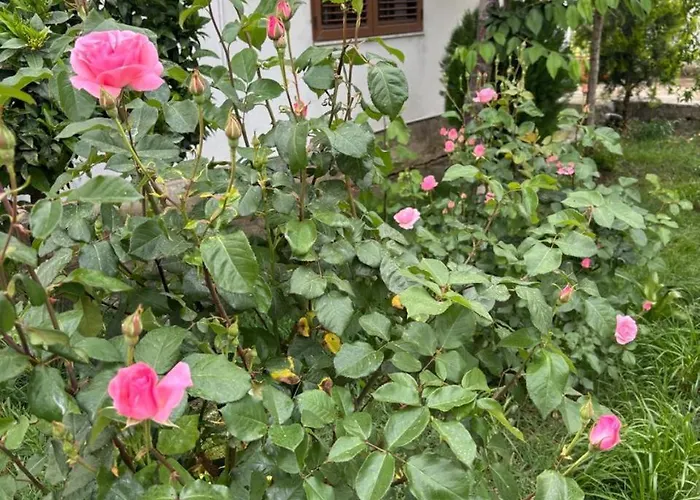 Garden One Bedroom * Tirana